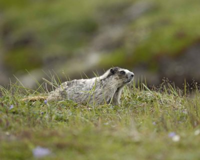 Marmot, Hoary-071510-Cape Peirce, Togiak NWR, AK-#1152.jpg