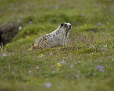 Marmot, Hoary-071510-Cape Peirce, Togiak NWR, AK-#1167.jpg