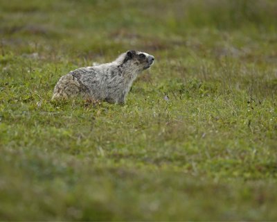 Marmot, Hoary-071510-Cape Peirce, Togiak NWR, AK-#1180.jpg