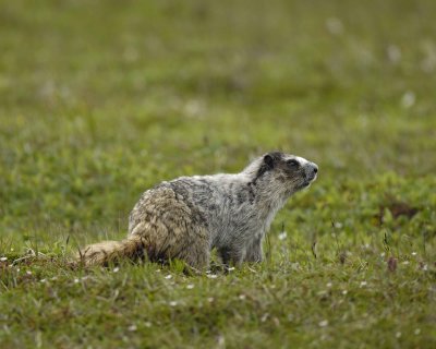 Marmot, Hoary-071510-Cape Peirce, Togiak NWR, AK-#1192.jpg