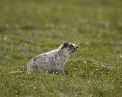 Marmot, Hoary-071510-Cape Peirce, Togiak NWR, AK-#1219.jpg