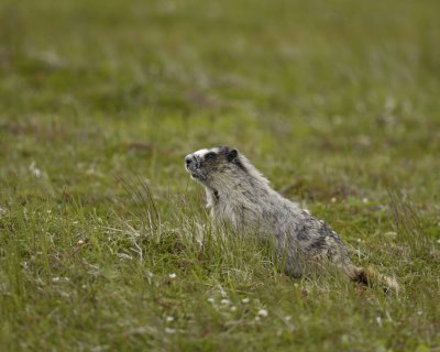 Marmot, Hoary-071510-Cape Peirce, Togiak NWR, AK-#1229.jpg