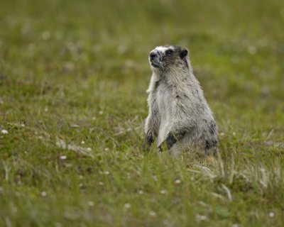 Marmot, Hoary-071510-Cape Peirce, Togiak NWR, AK-#1237.jpg