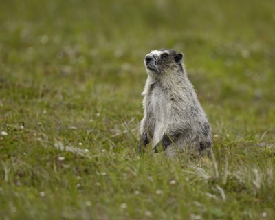 Marmot, Hoary-071510-Cape Peirce, Togiak NWR, AK-#1238.jpg