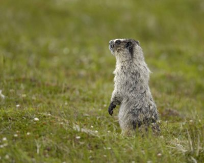 Marmot, Hoary-071510-Cape Peirce, Togiak NWR, AK-#1242.jpg