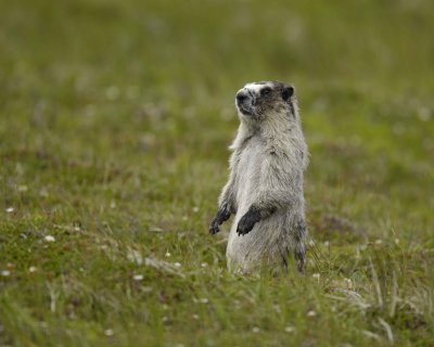 Marmot, Hoary-071510-Cape Peirce, Togiak NWR, AK-#1247.jpg