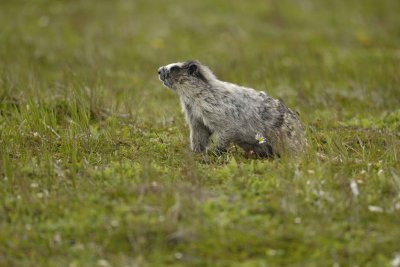 Marmot, Hoary-071510-Cape Peirce, Togiak NWR, AK-#1257.jpg