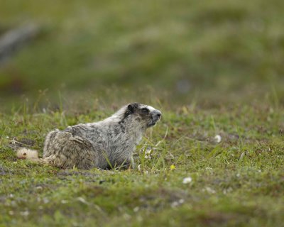 Marmot, Hoary-071510-Cape Peirce, Togiak NWR, AK-#1280.jpg