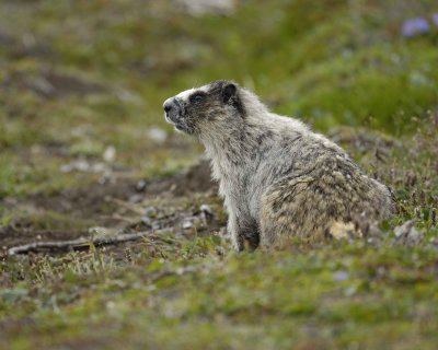 Marmot, Hoary-071510-Cape Peirce, Togiak NWR, AK-#1300.jpg