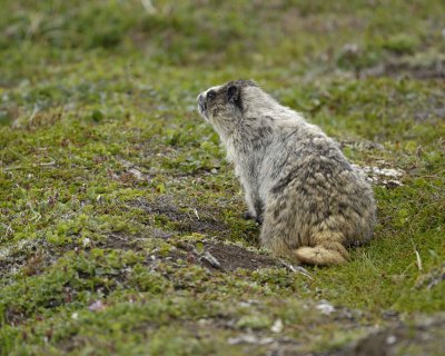 Marmot, Hoary-071510-Cape Peirce, Togiak NWR, AK-#1303.jpg
