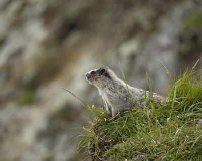 Marmot, Hoary-071510-Cape Peirce, Togiak NWR, AK-#1370.jpg