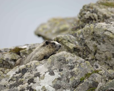 Marmot, Hoary-071510-Soapstone Hill, Togiak NWR, AK-#0513.jpg