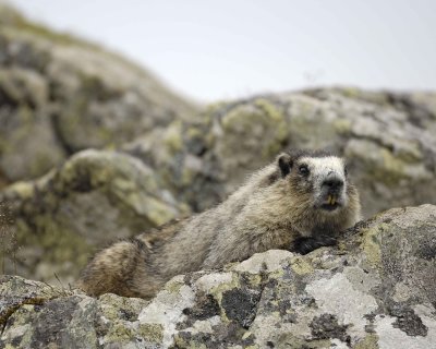 Marmot, Hoary-071510-Soapstone Hill, Togiak NWR, AK-#0591.jpg