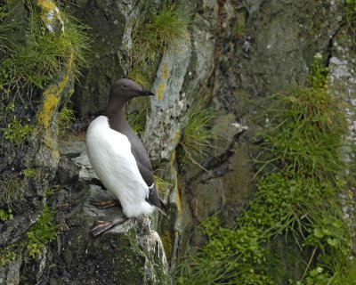 Gallery of Common Murre