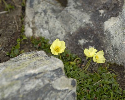 Poppy, Arctic-071510-Soapstone Hill, Togiak NWR, AK-#1020.jpg