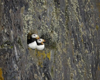 Puffin, Horned, 2, 1 calling-071510-Kittiwake Arch, Togiak NWR, AK-#0421.jpg