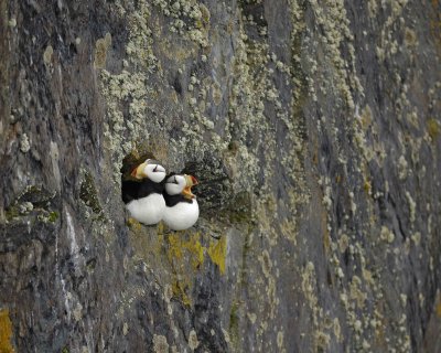 Puffin, Horned, 2, 1 calling-071510-Kittiwake Arch, Togiak NWR, AK-#0427.jpg