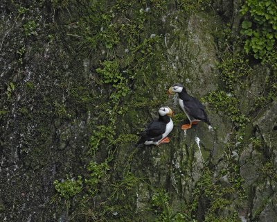 Puffin, Horned, 2-071510-Odebenus Cove, Togiak NWR, AK-#0726.jpg