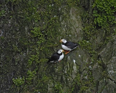 Puffin, Horned, 2-071510-Odebenus Cove, Togiak NWR, AK-#0740.jpg