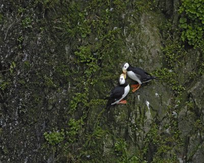 Gallery of Horned Puffin