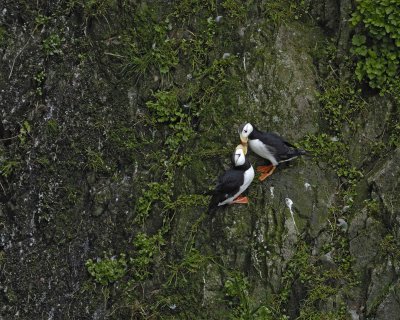 Puffin, Horned, 3-071510-Odebenus Cove, Togiak NWR, AK-#0732.jpg