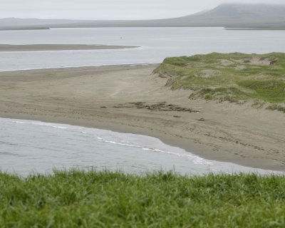 Walrus Carasses-071510-Maggy Beach, Togiak NWR, AK-#0978.jpg