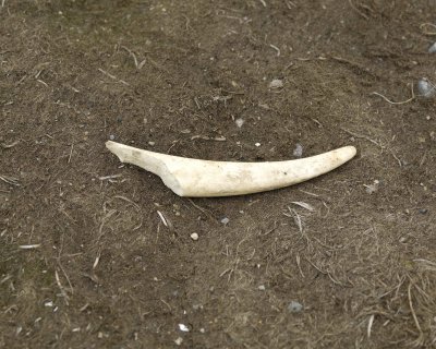 Walrus Tusk, Broken-071510-Parlier Cove, Togiak NWR, AK-#0975.jpg