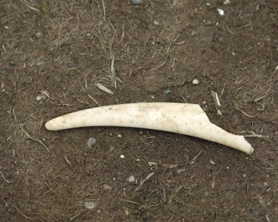 Walrus Tusk, Broken-071510-Parlier Cove, Togiak NWR, AK-#0980.jpg