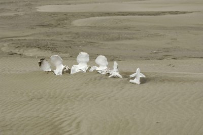 Whale Bones, Beach-071710-North Spit, Togiak NWR, AK-#0053.jpg