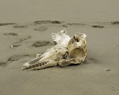 Whale Skull, Beach-071710-North Spit, Togiak NWR, AK-#0152.jpg