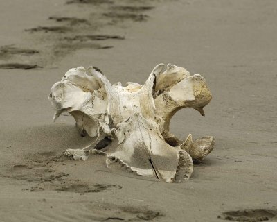 Whale Skull, Beach-071710-North Spit, Togiak NWR, AK-#0161.jpg