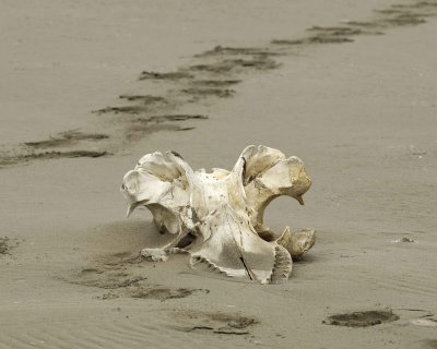 Whale Skull, Beach-071710-North Spit, Togiak NWR, AK-#0172.jpg