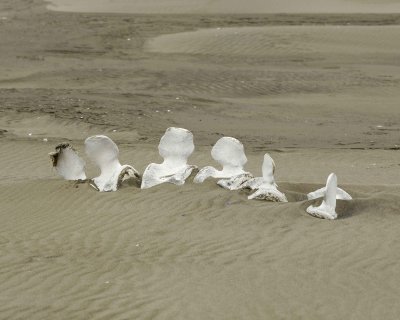 Whales Bones, Beach-071710-North Spit, Togiak NWR, AK-#0060.jpg