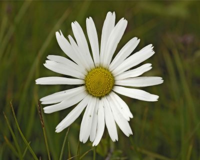 Beach Daisy-071610-Cabin Pond, Togiak NWR, AK-#1065.jpg