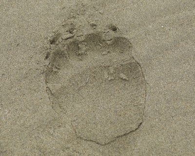 Bear Tracks, Beach-071710-North Spit, Togiak NWR, AK-#0030.jpg