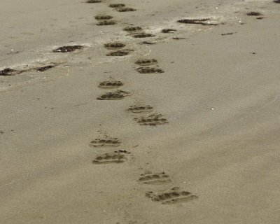 Bear Tracks, Beach-071710-North Spit, Togiak NWR, AK-#0096.jpg