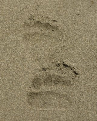 Bear Tracks, Beach-071710-North Spit, Togiak NWR, AK-#0105.jpg