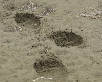 Bear Tracks, Beach-071710-North Spit, Togiak NWR, AK-#0122.jpg