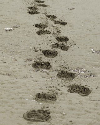Bear Tracks, Beach-071710-North Spit, Togiak NWR, AK-#0130.jpg
