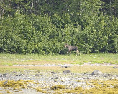 July 8th  Bull Moose