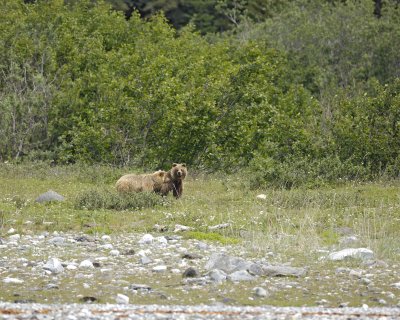 Two Brown Bears