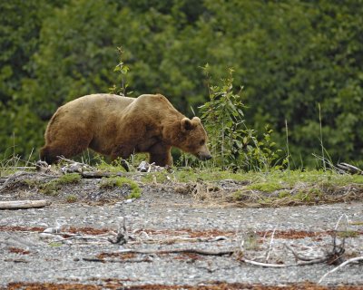 Brown Bear