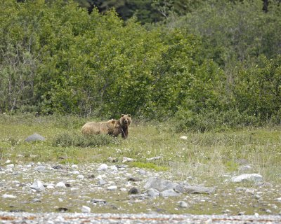 Bear, Brown, 2-070710-Russell Cut, Glacier Bay NP, AK-#1329.jpg