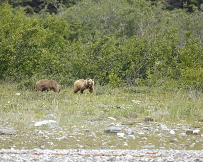 Bear, Brown, 2-070710-Russell Cut, Glacier Bay NP, AK-#1334.jpg
