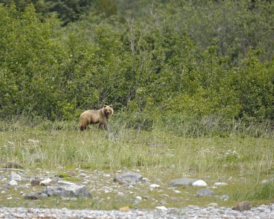 Bear, Brown, 2-070710-Russell Cut, Glacier Bay NP, AK-#1342.jpg