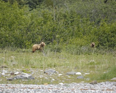 Bear, Brown, 2-070710-Russell Cut, Glacier Bay NP, AK-#1344.jpg