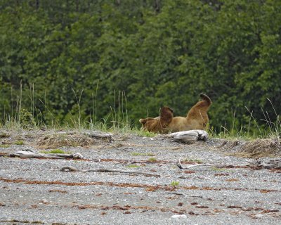 Bear, Brown, laying on back-070510-Goose Cove, Glacier Bay NP, AK-#0206.jpg