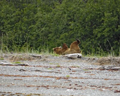 Bear, Brown, laying on back-070510-Goose Cove, Glacier Bay NP, AK-#0208.jpg