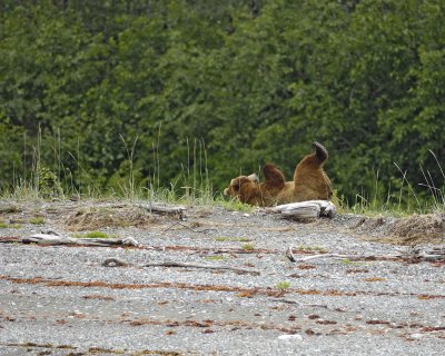 Bear, Brown, laying on back-070510-Goose Cove, Glacier Bay NP, AK-#0209.jpg