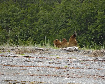 Bear, Brown, laying on back-070510-Goose Cove, Glacier Bay NP, AK-#0210.jpg